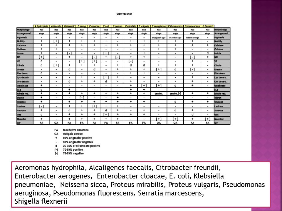 Micrococcus Luteus Characteristics Chart