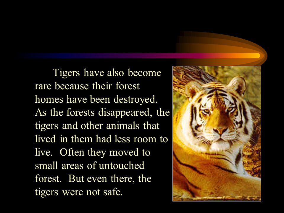 Endangered Animal ─ Tigers - ppt video online download