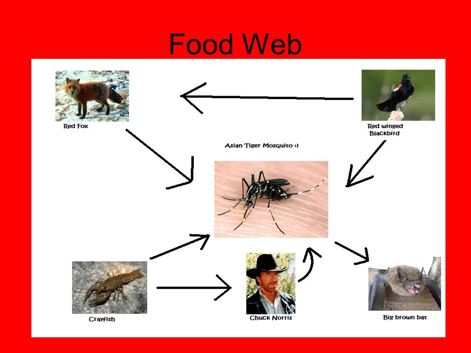 Кто питается комарами и их личинками. Цепь питания с комаром. Комары в цепочке питания. Пищевая цепочка с комаром. Цепочка питания от комара.