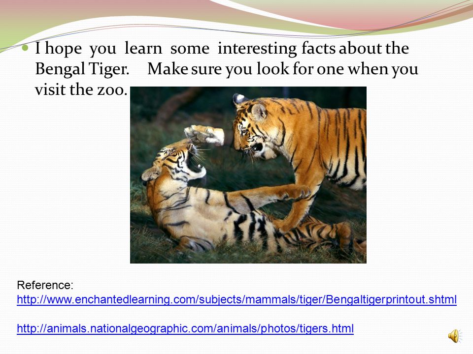 Interesting Facts About Bengal Tiger, 385