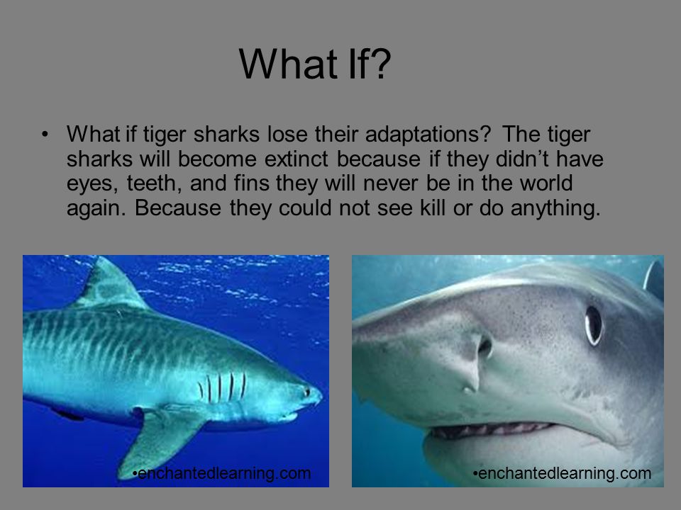 Tiger Sharks By Brandon and Kevin. - ppt download