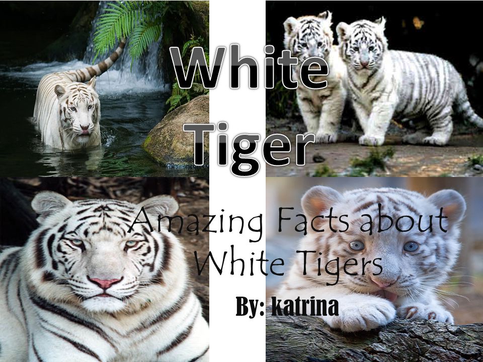 Amazing Facts about White Tigers By: katrina