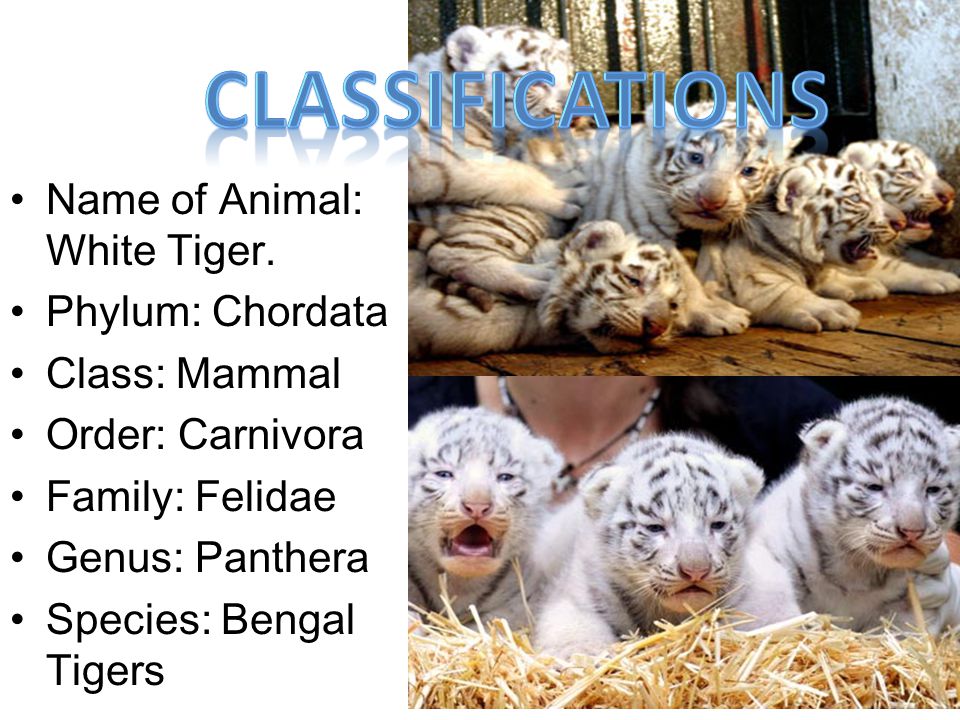 Classifications Name of Animal: White Tiger. Phylum: Chordata