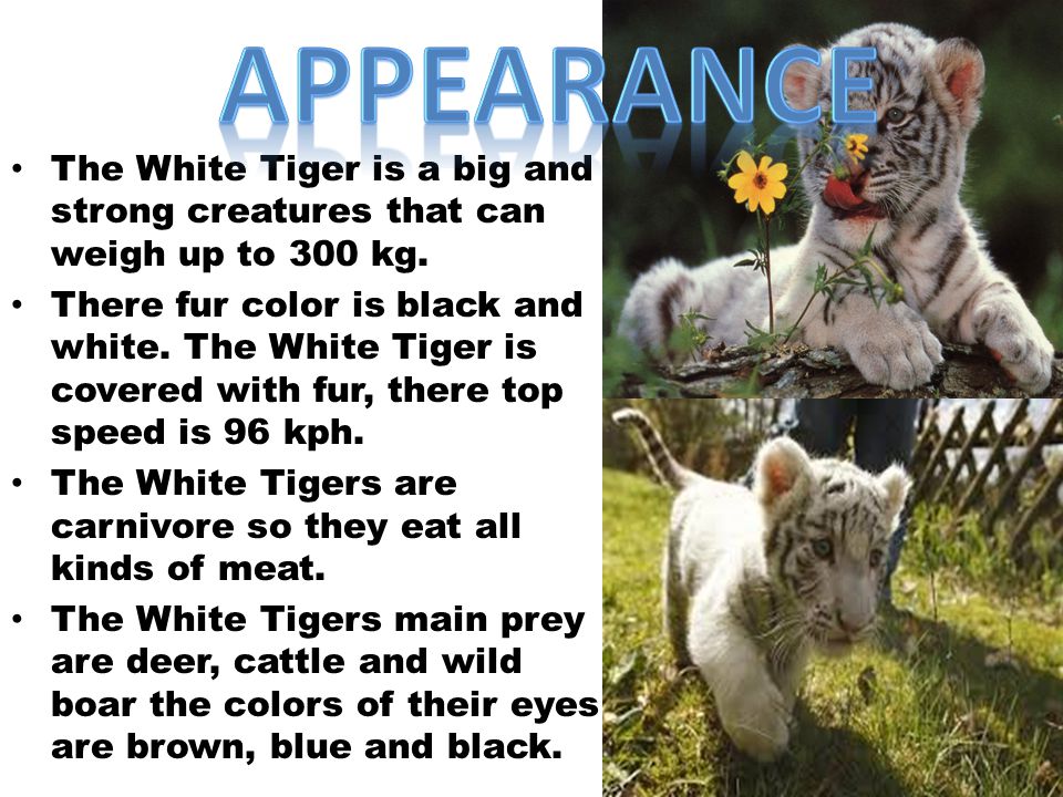Appearance The White Tiger is a big and strong creatures that can weigh up to 300 kg.