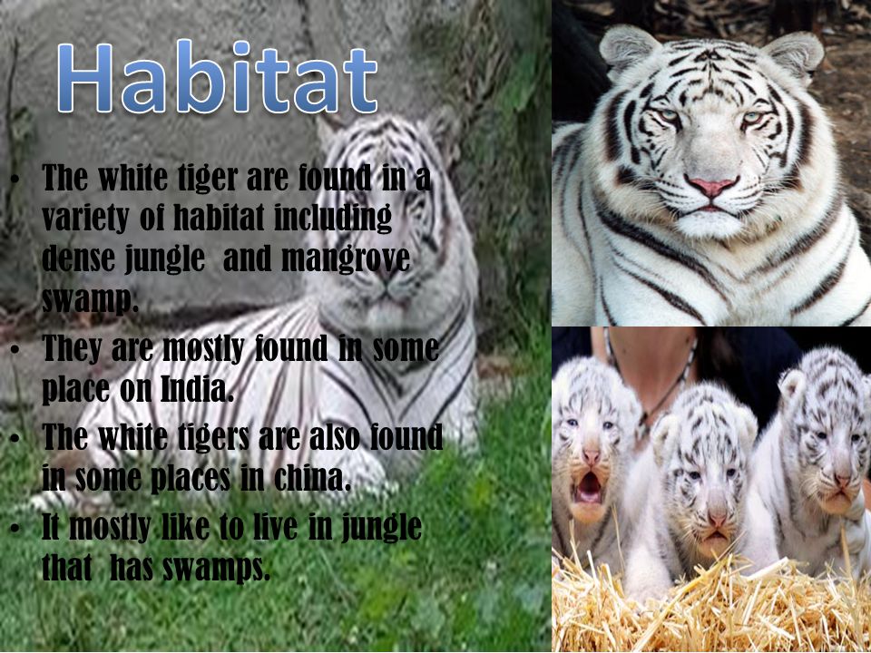 Habitat The white tiger are found in a variety of habitat including dense jungle and mangrove swamp.