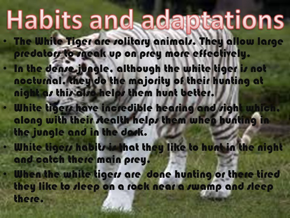 Habits and adaptations