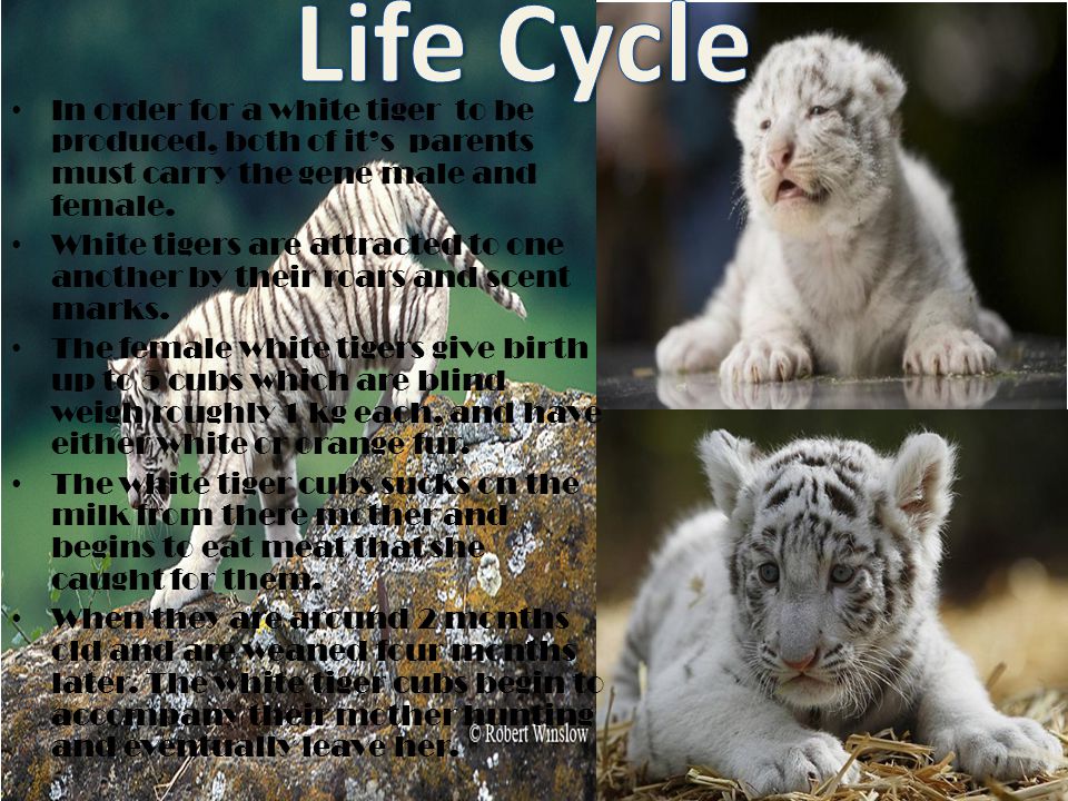 Life Cycle In order for a white tiger to be produced, both of it’s parents must carry the gene male and female.