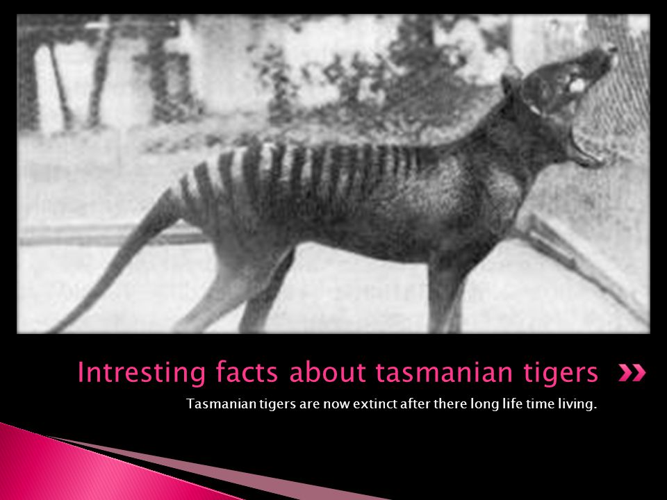 Facts About Tasmanian Tigers