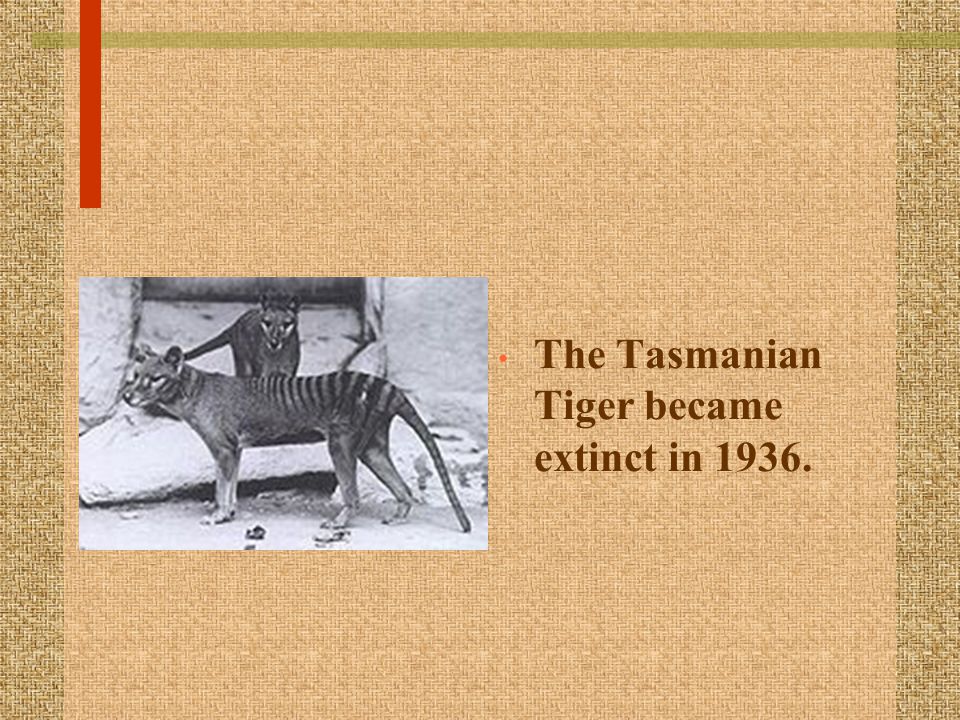 The Tasmanian Tiger became extinct in 1936.