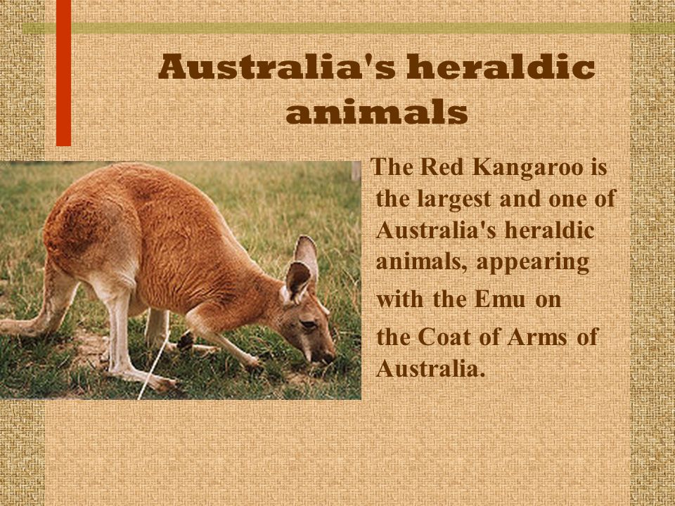 Australia s heraldic animals