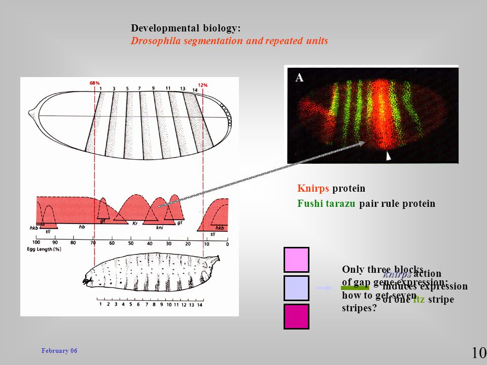 10 Developmental biology: Drosophila segmentation and repeated units