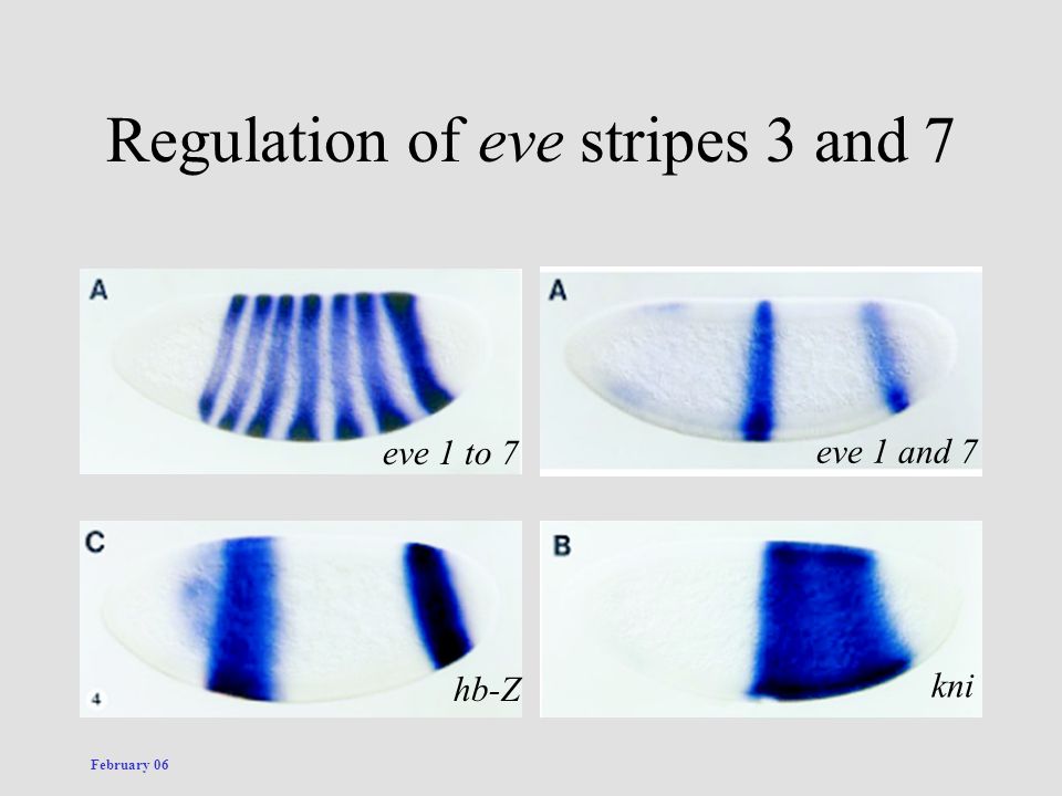 Regulation of eve stripes 3 and 7