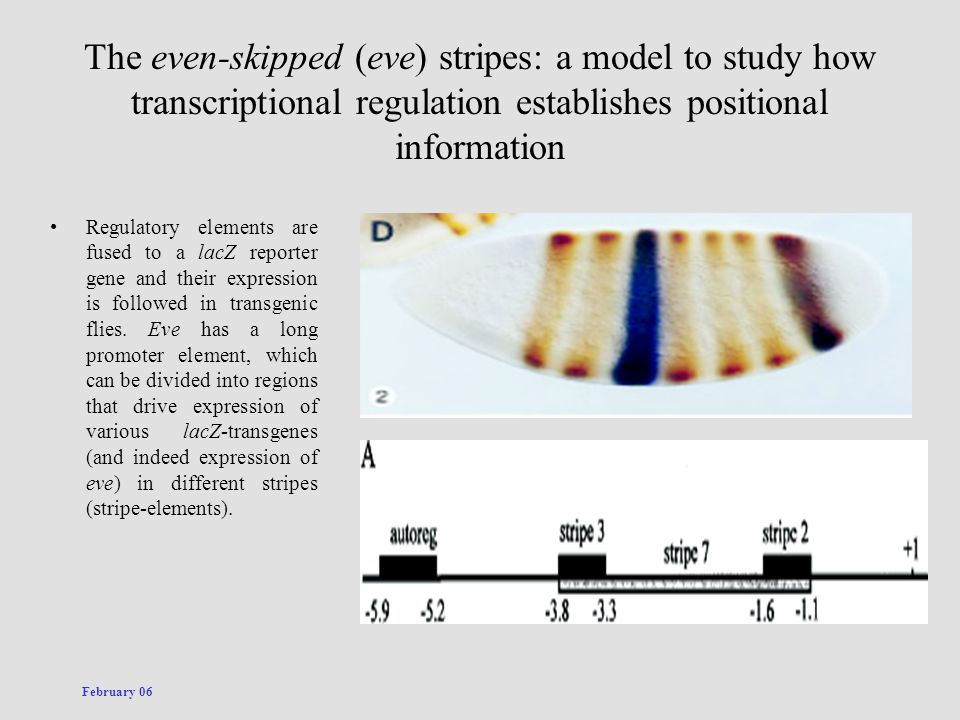 The even-skipped (eve) stripes: a model to study how transcriptional regulation establishes positional information