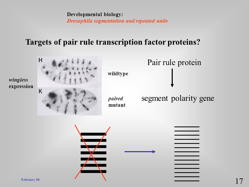 Targets of pair rule transcription factor proteins