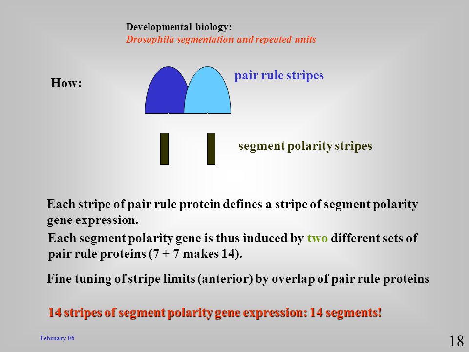 18 pair rule stripes How: segment polarity stripes