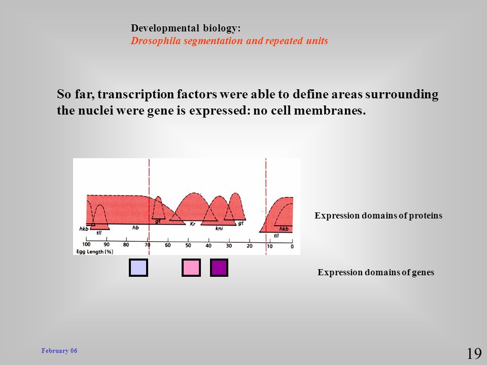 19 So far, transcription factors were able to define areas surrounding