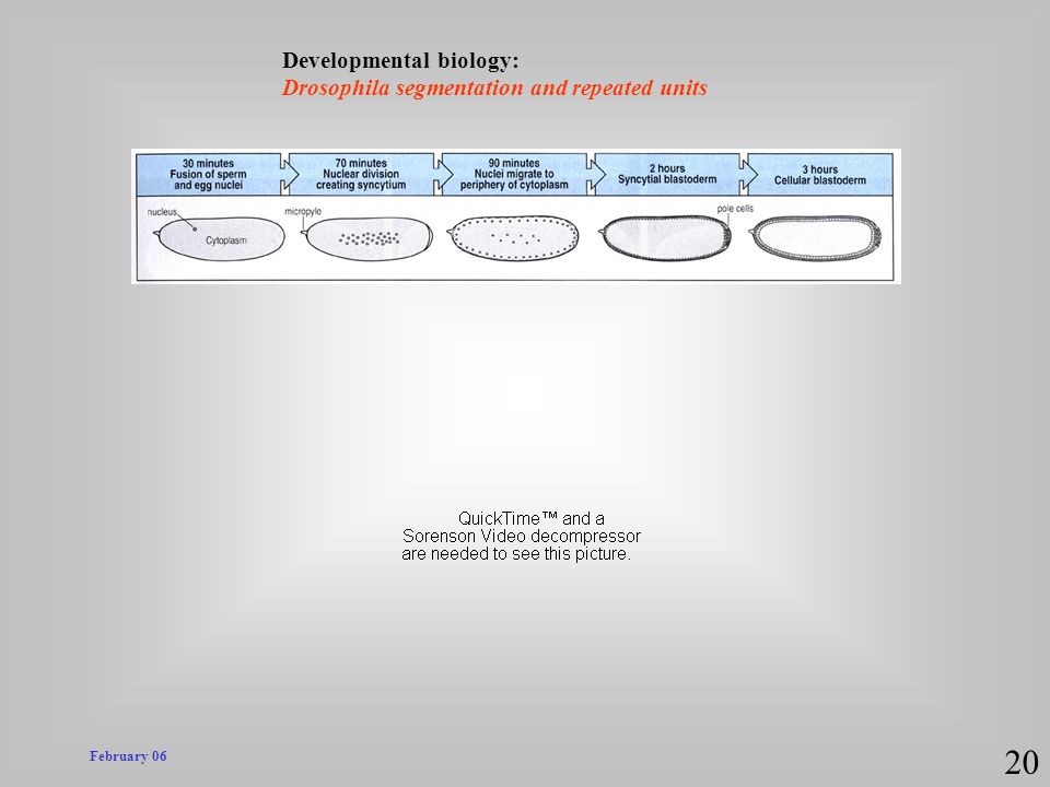 20 Developmental biology: Drosophila segmentation and repeated units