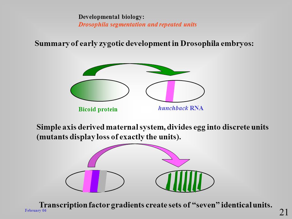21 Summary of early zygotic development in Drosophila embryos: