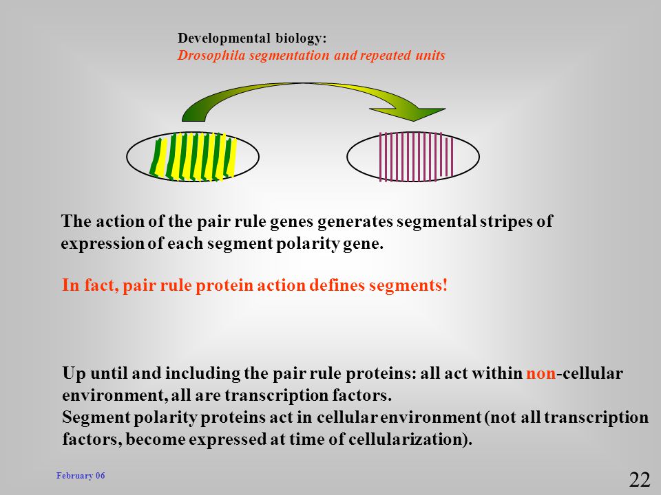 22 The action of the pair rule genes generates segmental stripes of