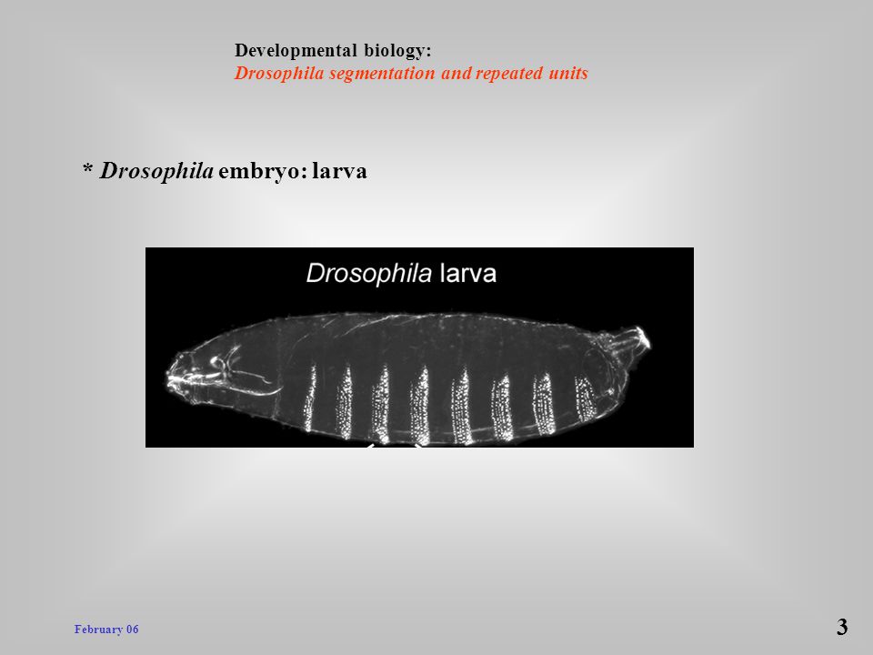 * Drosophila embryo: larva