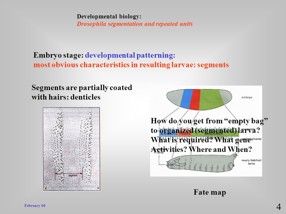 4 Embryo stage: developmental patterning: