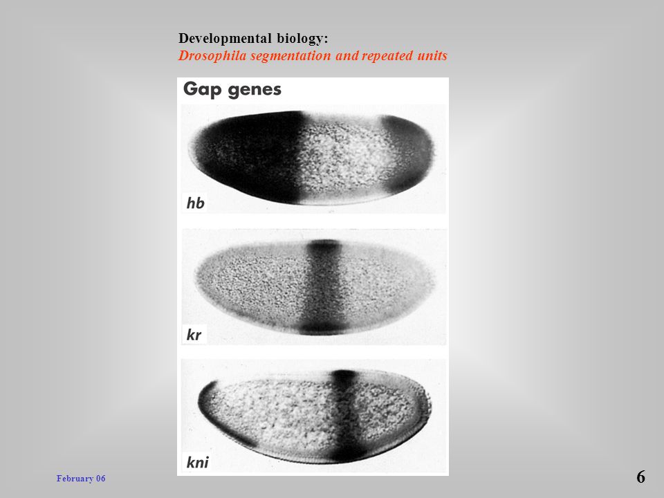 6 Developmental biology: Drosophila segmentation and repeated units