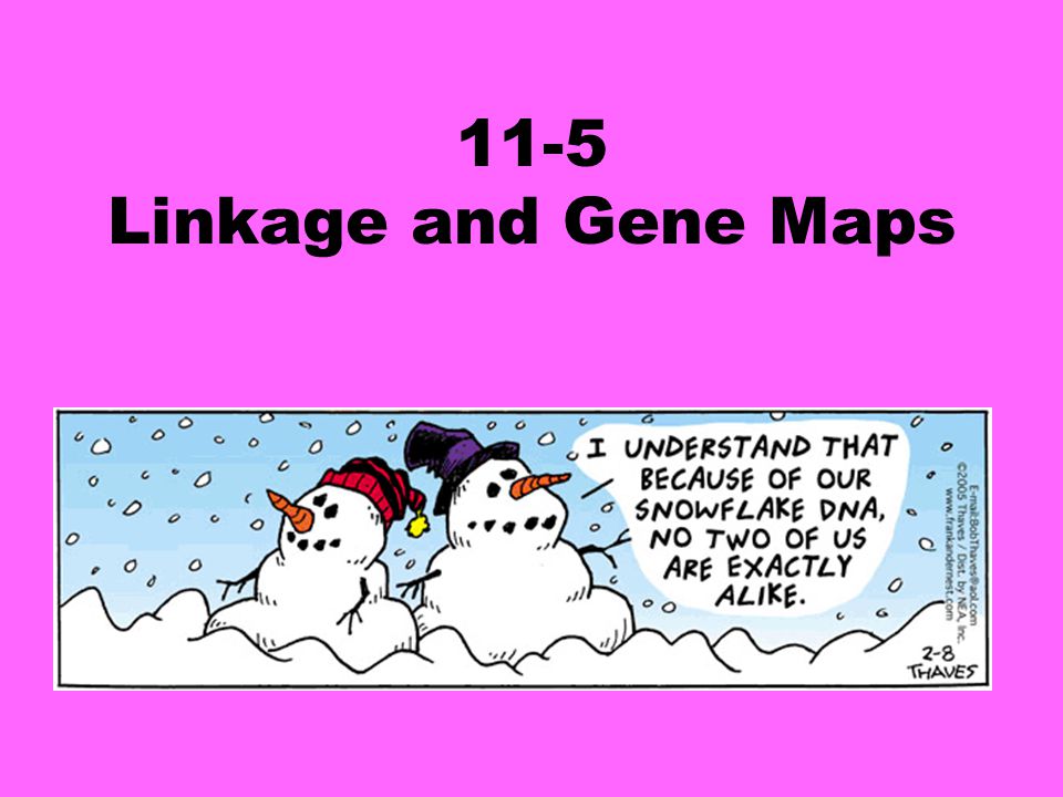 Section 11 5 Linkage And Gene Maps