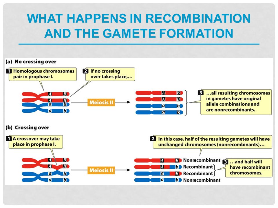 What happens in recombination and the gamete formation