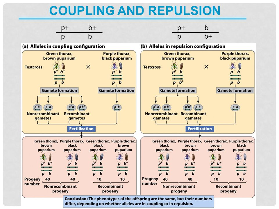 Coupling and repulsion