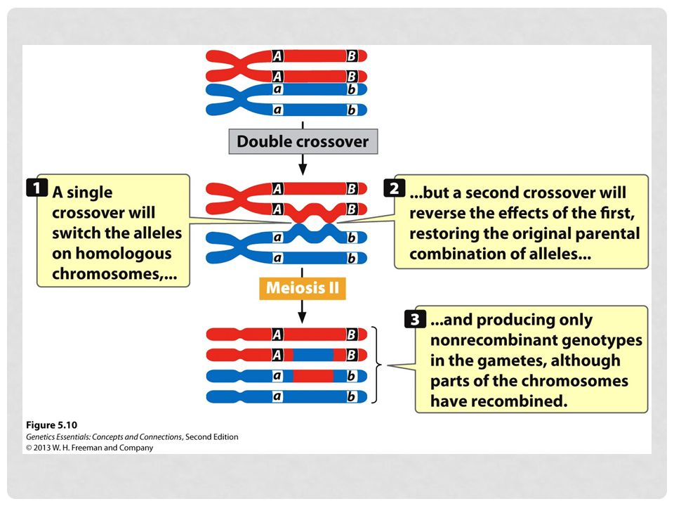 Figure 5.10 A two-strand double crossover between two linked genes produces only nonrecombinant gametes.