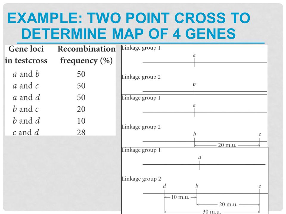 Example: two point cross to determine map of 4 genes