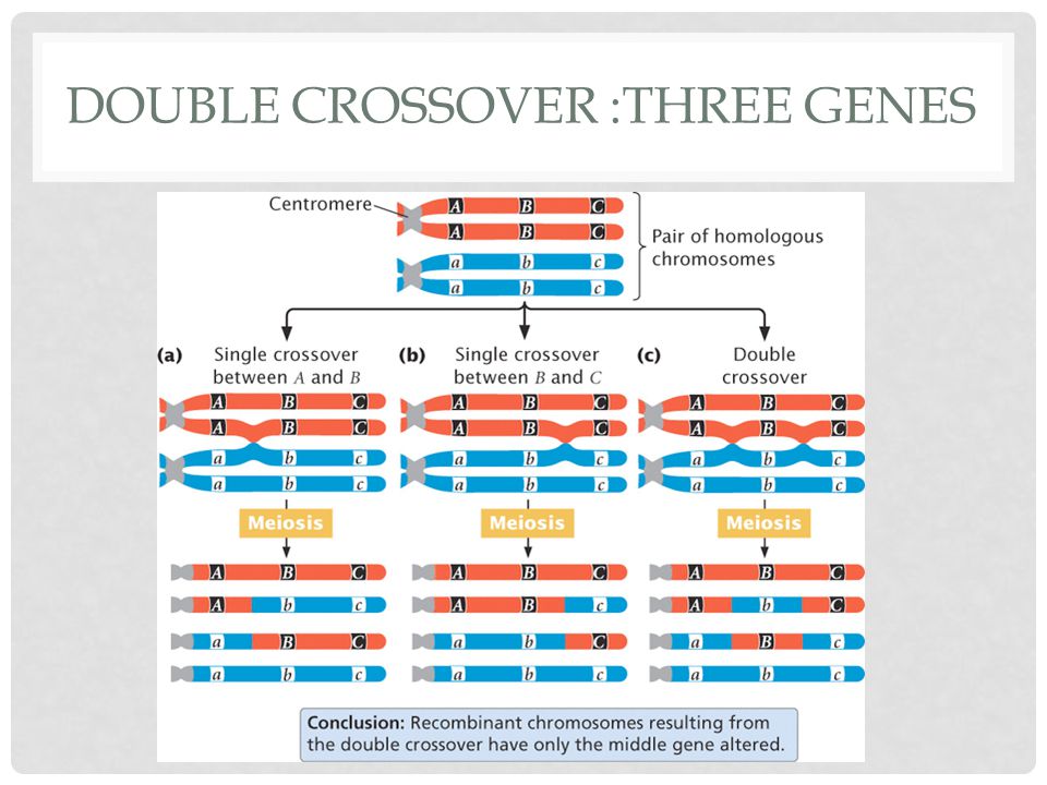 Double crossover :three genes
