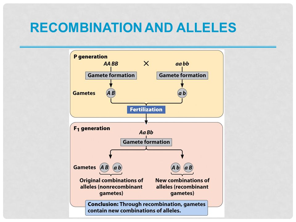 Recombination and alleles
