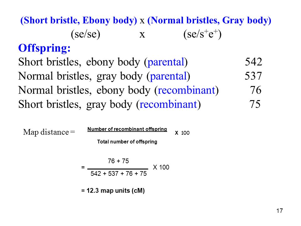 Short bristles, ebony body (parental) 542