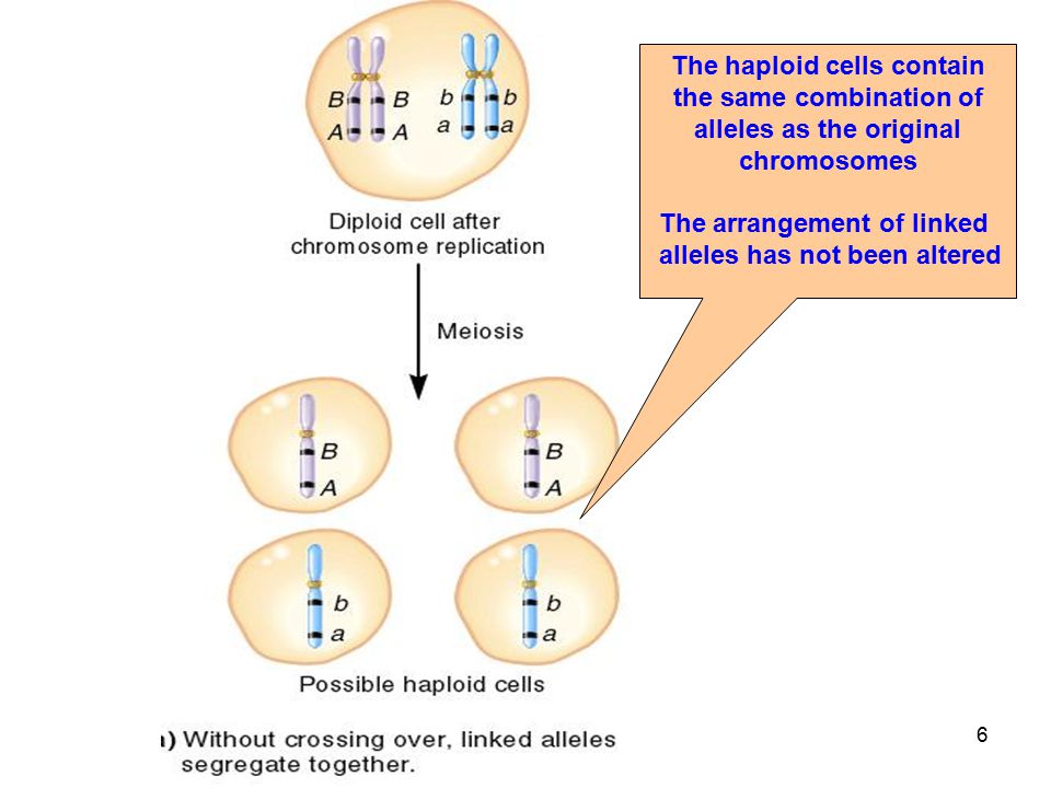 The haploid cells contain the same combination of alleles as the original chromosomes