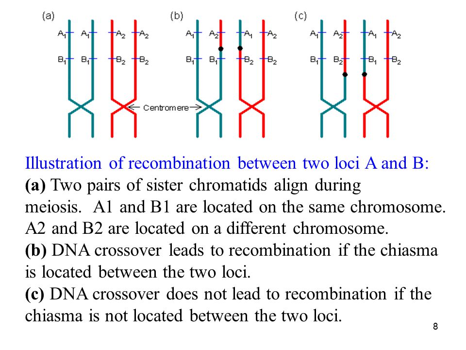 Illustration of recombination between two loci A and B: (a) Two pairs of sister chromatids align during meiosis. A1 and B1 are located on the same chromosome. A2 and B2 are located on a different chromosome.