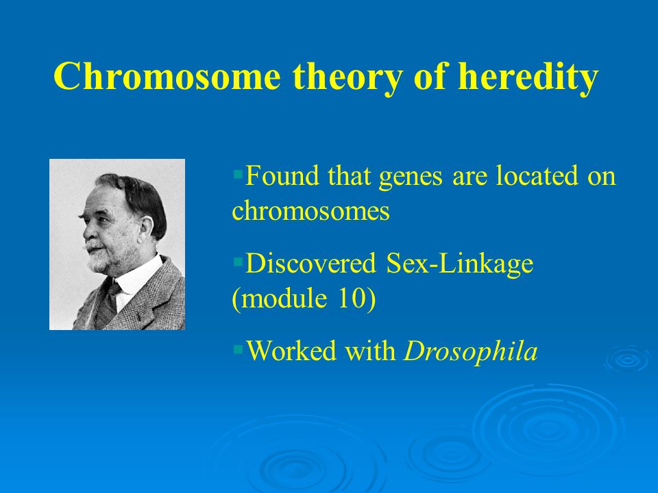 Chromosome theory of heredity