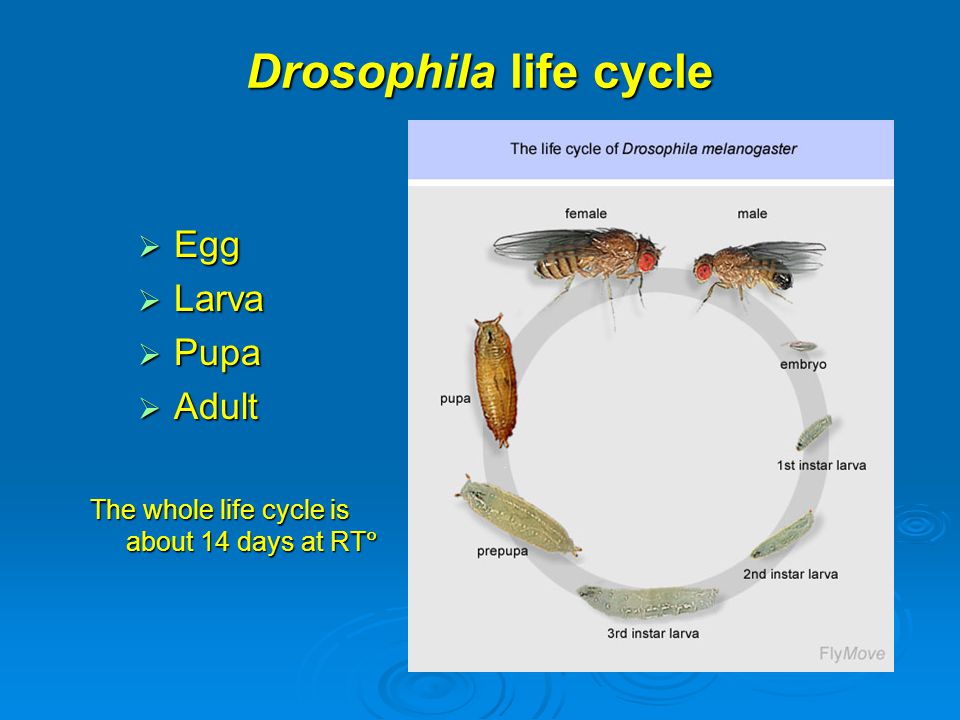 Drosophila life cycle Egg Larva Pupa Adult