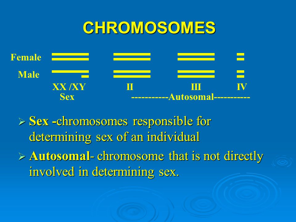 CHROMOSOMES Female. Male. XX /XY. II III IV. Sex Autosomal