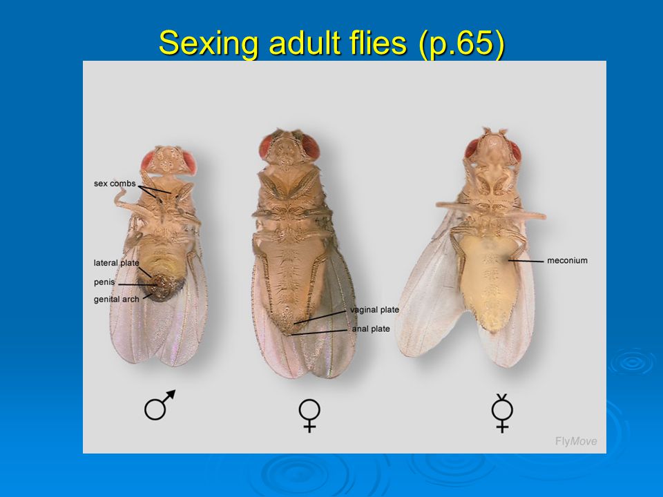Sexing adult flies (p.65)