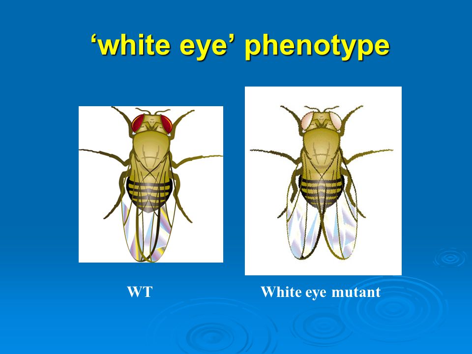 ‘white eye’ phenotype WT White eye mutant