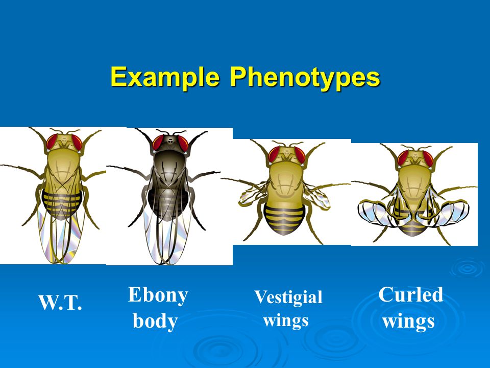 Example Phenotypes Ebony body Curled wings Vestigial wings W.T.