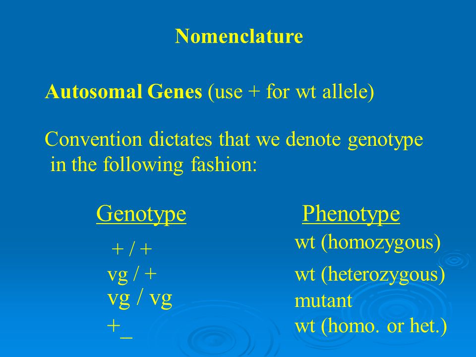 Genotype Phenotype vg / vg +_ Nomenclature
