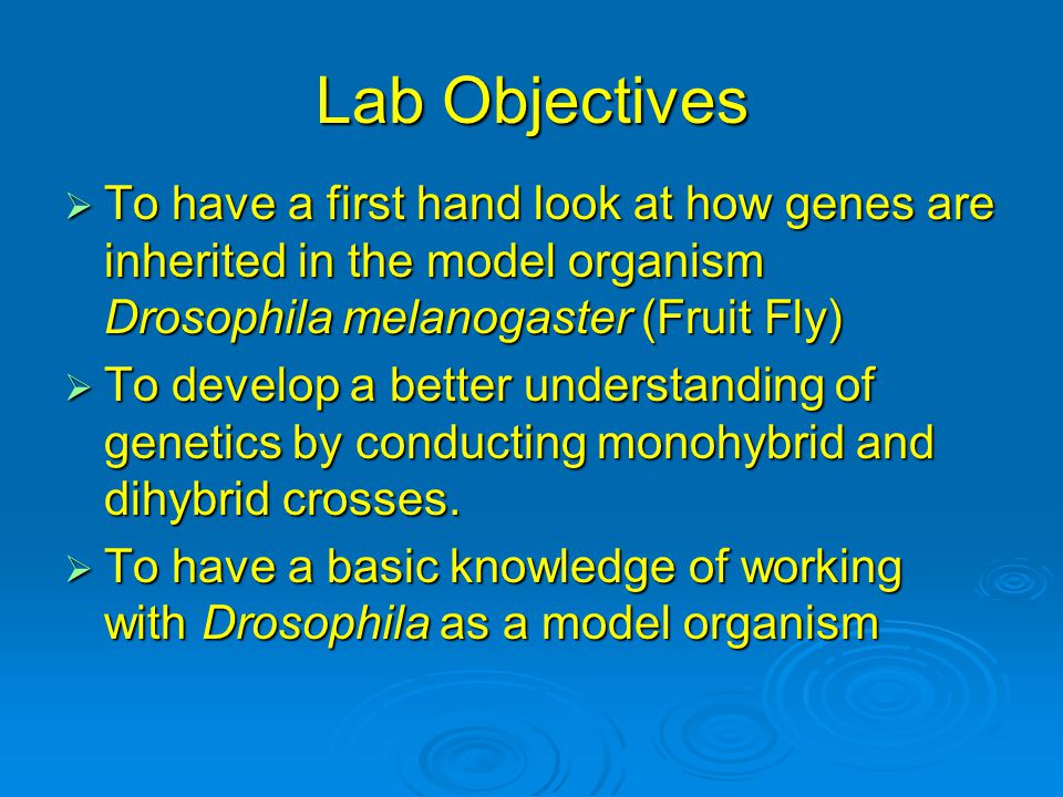 Lab Objectives To have a first hand look at how genes are inherited in the model organism Drosophila melanogaster (Fruit Fly)