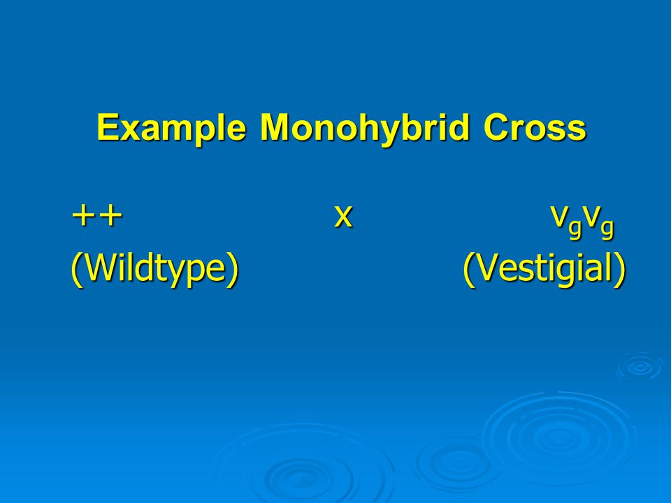 Example Monohybrid Cross