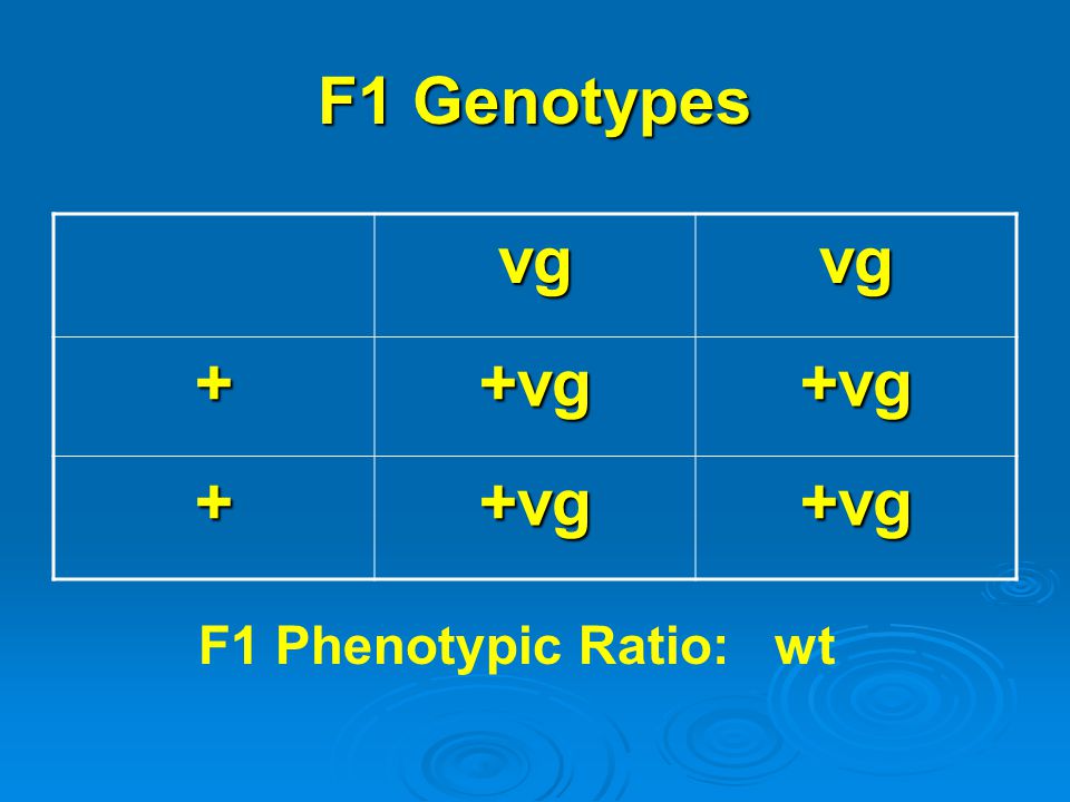 F1 Genotypes vg + +vg F1 Phenotypic Ratio: wt