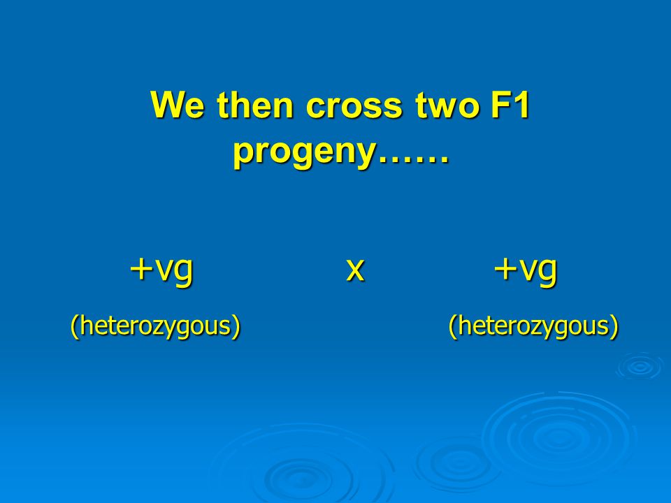 We then cross two F1 progeny……