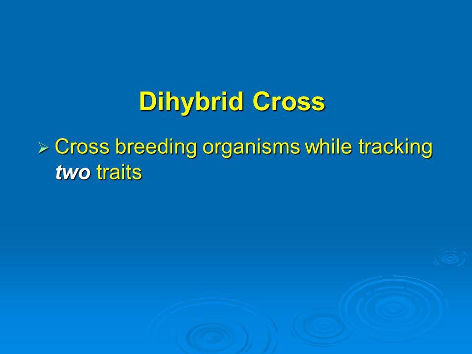 Dihybrid Cross Cross breeding organisms while tracking two traits