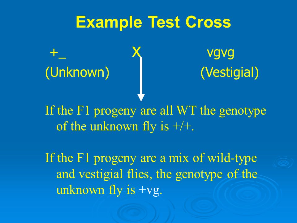 Example Test Cross +_ x vgvg (Unknown) (Vestigial)
