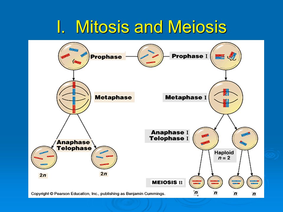 I. Mitosis and Meiosis
